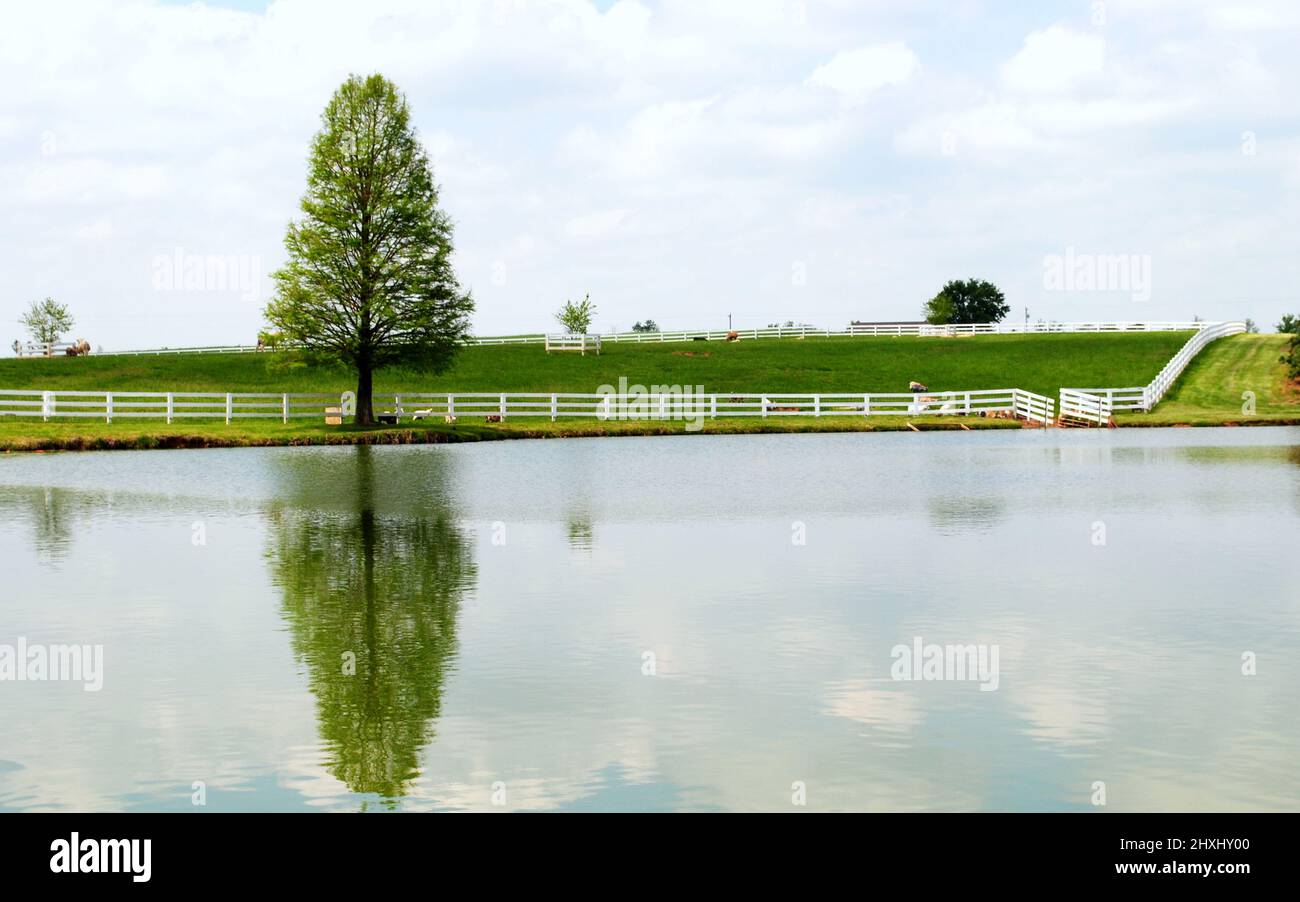 Un arbre unique avec son reflet sur le lac en face avec une clôture en bois blanc Banque D'Images