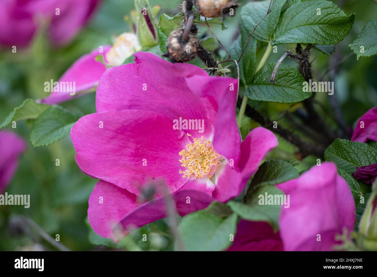 Rose sauvage fleur fleur de gros plan. Banque D'Images