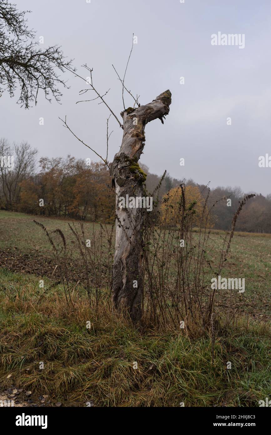 le tronc torsadé d'un arbre mort cultivé avec de la mousse dans un paysage d'automne avec ciel gris Banque D'Images