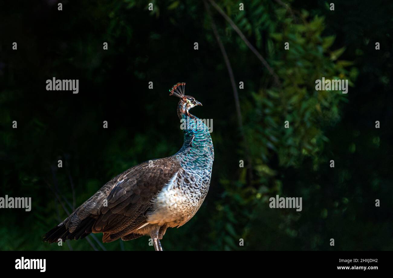 Le peafhibou est un nom commun pour trois espèces d'oiseaux des genres Pavo et Afropavo dans la tribu Pavonini de la famille Phasianidae, les faisans et Banque D'Images