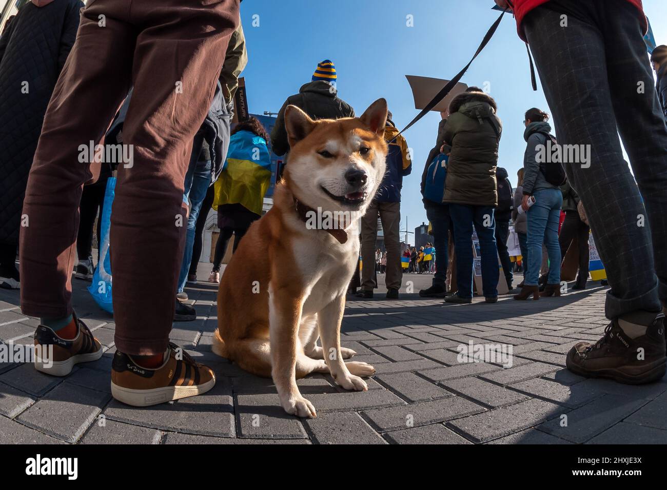 Un chien orange nommé Shiba Inu dans la foule Banque D'Images