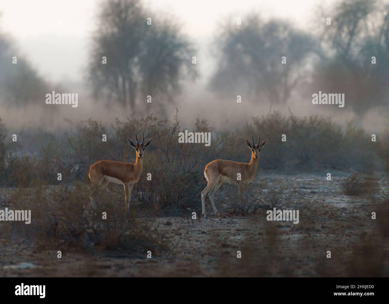 Magnifique cerf chinkara dans la faune, animaux du désert au cholistan, Pakistan Banque D'Images