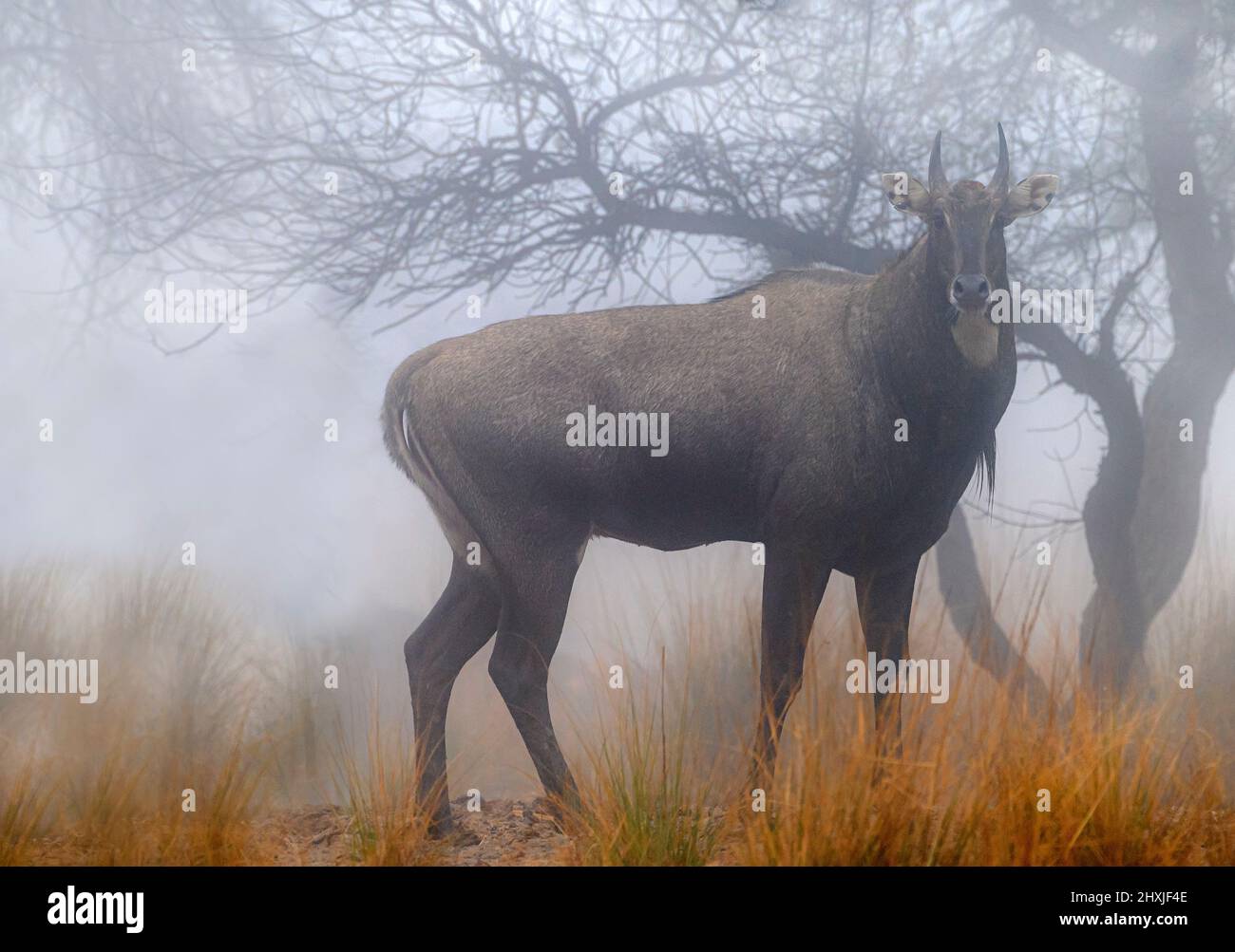 Le nilgai est la plus grande antilope asiatique et est omniprésent dans le sous-continent indien du nord, magnifique animal sauvage dans le brouillard Banque D'Images