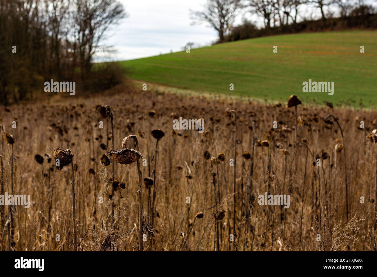 Tournesols au début du printemps sur Traumpfad Burg Eltz à Eifel, en Allemagne Banque D'Images