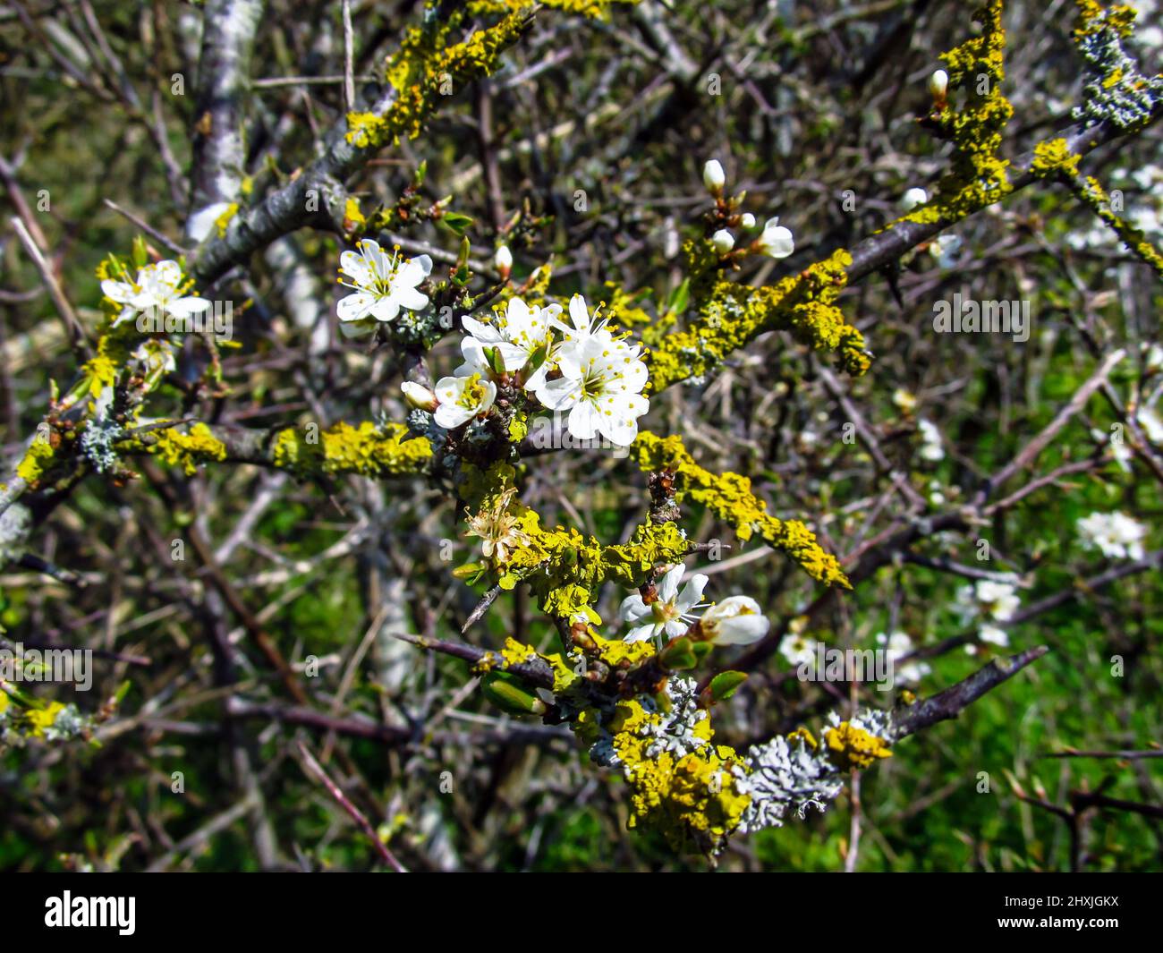 Les délicates fleurs blanches du Prunus Cerasus, de la cerise de Sour ou de la cerise de Dwarf, au début du printemps dans les Southern Downs de Kent, au Royaume-Uni Banque D'Images