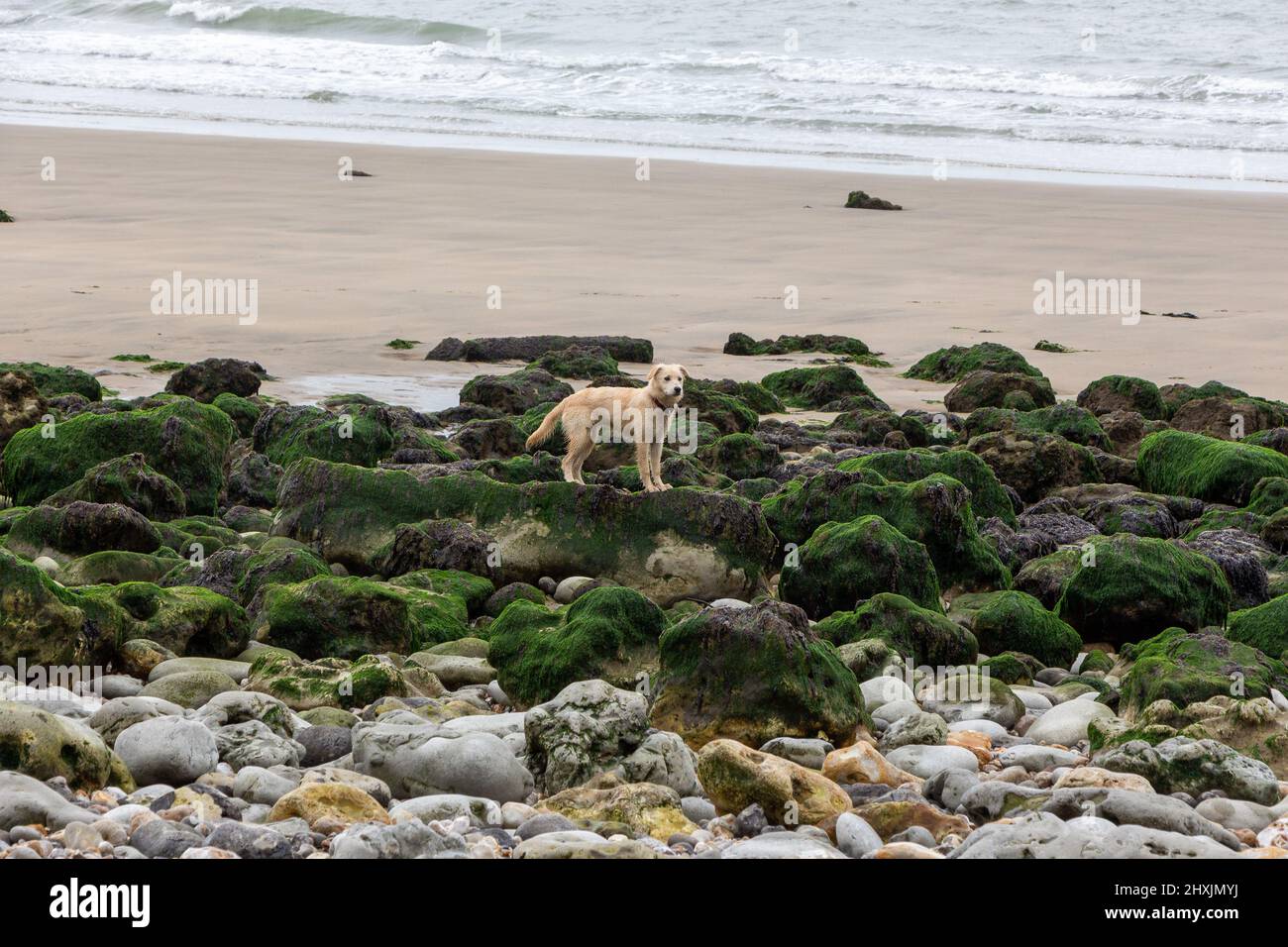 Jour de pluie à Octeville sur Mer, Normandie, France Banque D'Images