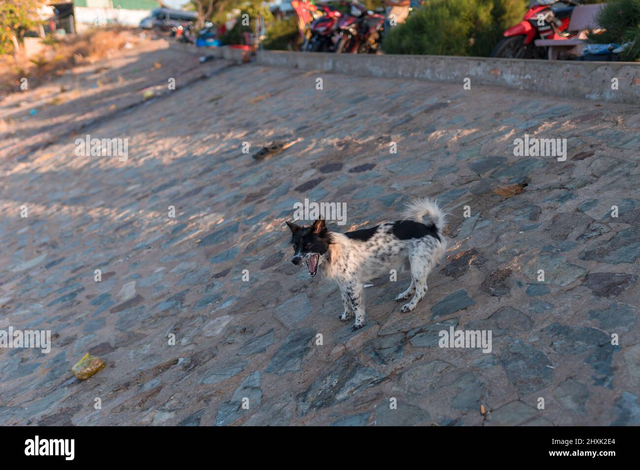 le chien blanc-noir se tient sur des pierres et des yawns. Animaux dans la rue . Mignon chien. Photo de haute qualité Banque D'Images