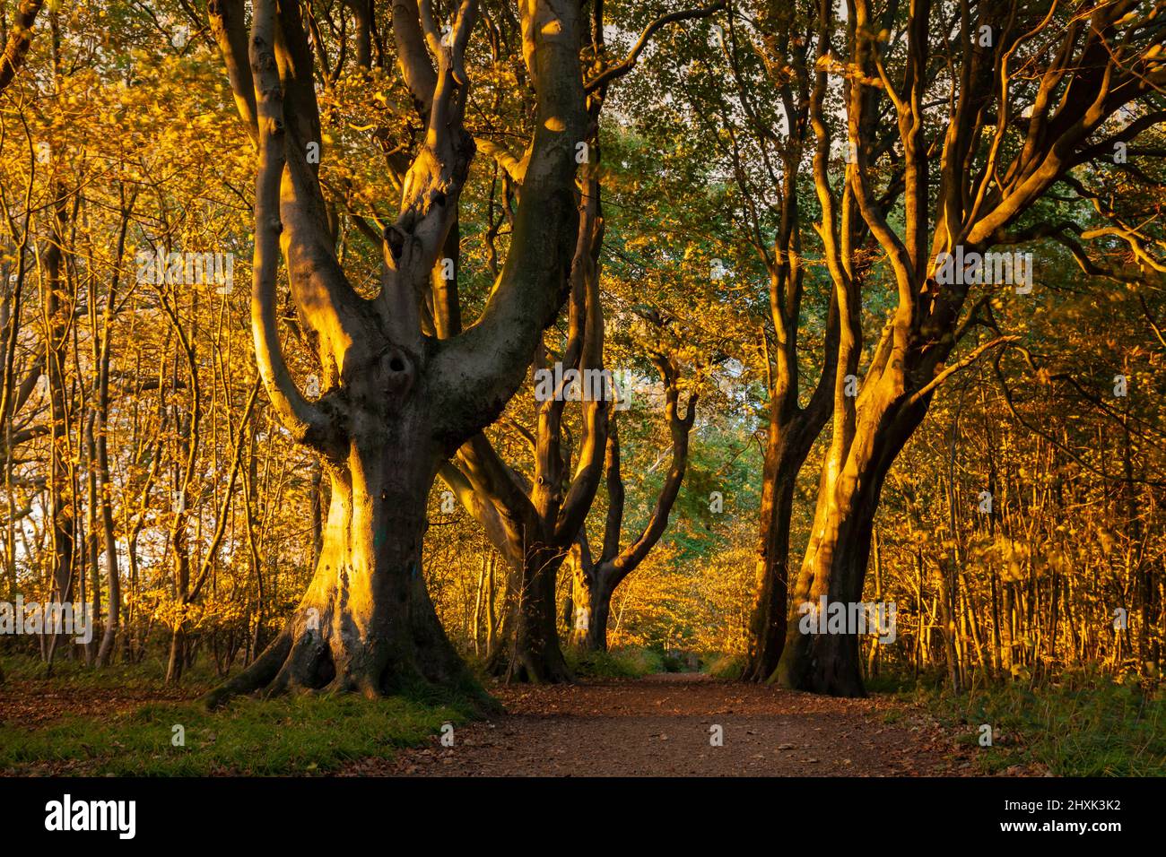 Coucher de soleil en automne à Stanmer Park près de Brighton, East Sussex, Angleterre. Parc national de South Downs. Banque D'Images