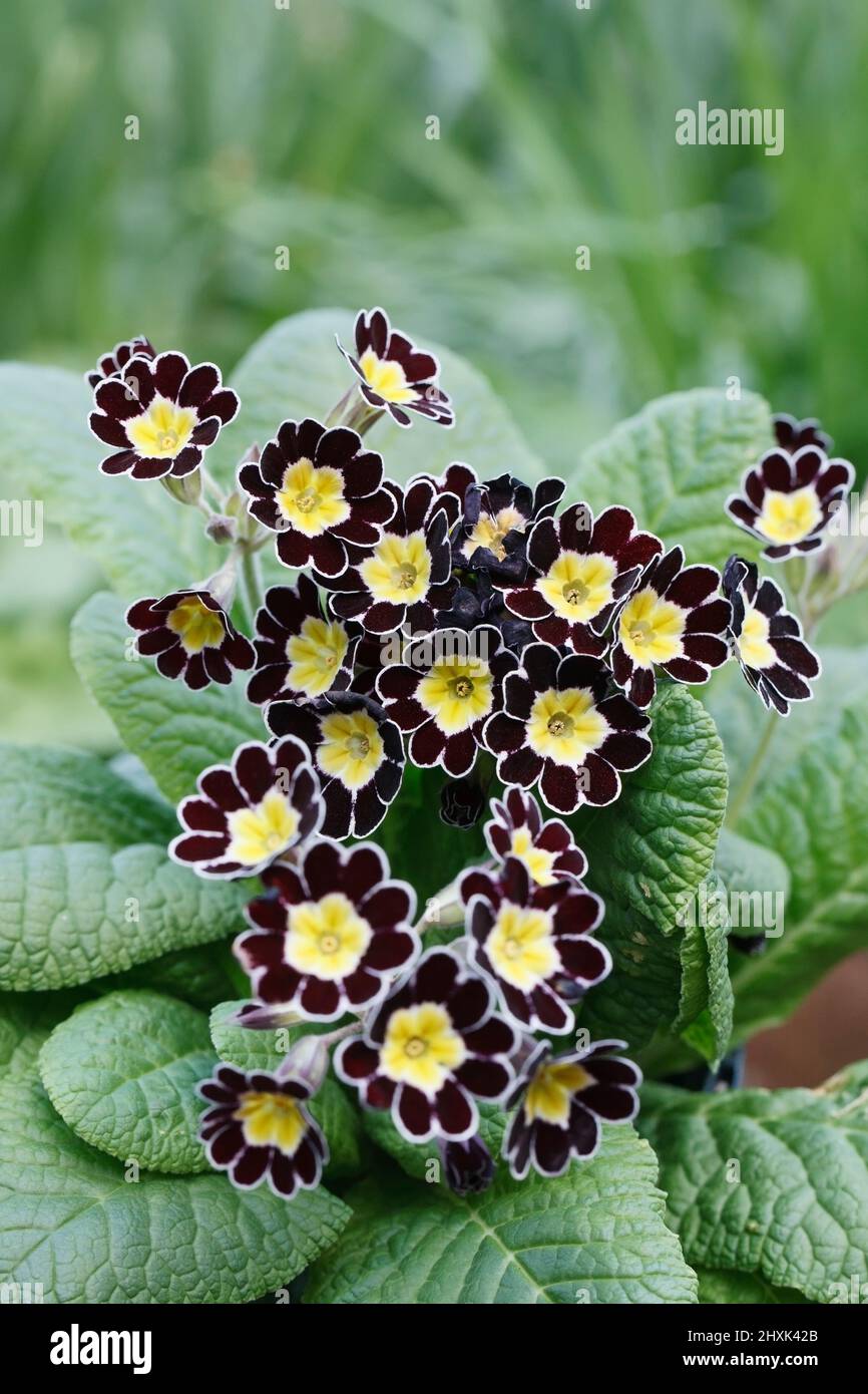 Polyanthus 'Silver Lace' fleurit dans le jardin. Banque D'Images