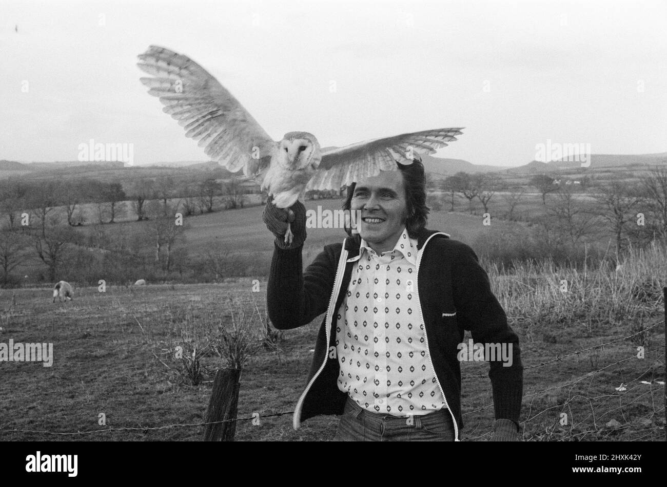 L'ancien chanteur pop Billy Fury avec un hibou de la grange. L'oiseau a été ramené de sa maison de Londres à sa ferme de réserve naturelle au pays de Galles, où il va bientôt les libérer. La chouette avait été rénourite à la santé après un accident. Billy est en bonne santé et heureux après son opération cardiaque, il passe la plupart de son temps avec sa petite amie Lisa. 20th février 1977. Banque D'Images