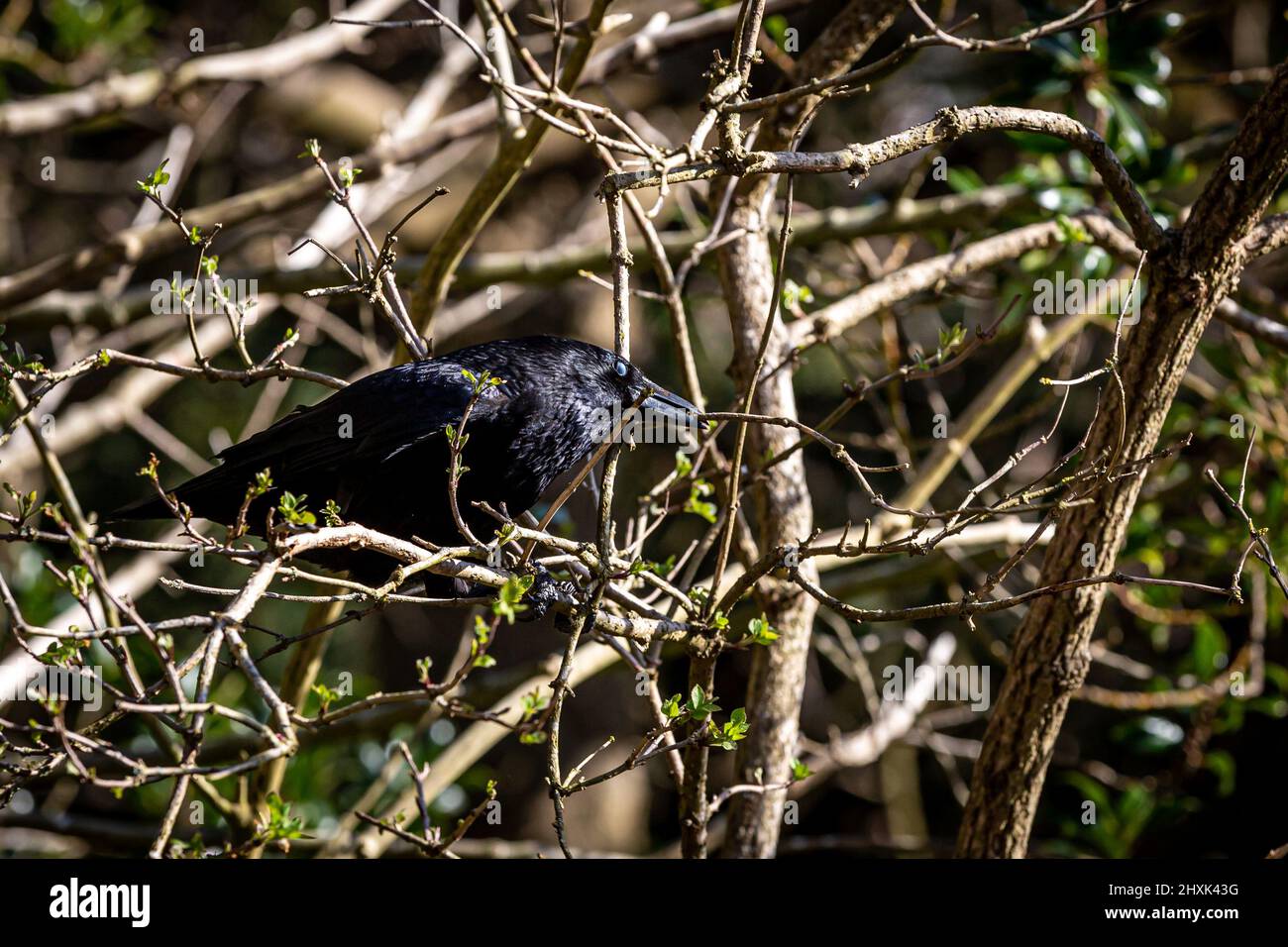 Un corbeau prenant des brindilles pour la construction de nids, au printemps Banque D'Images