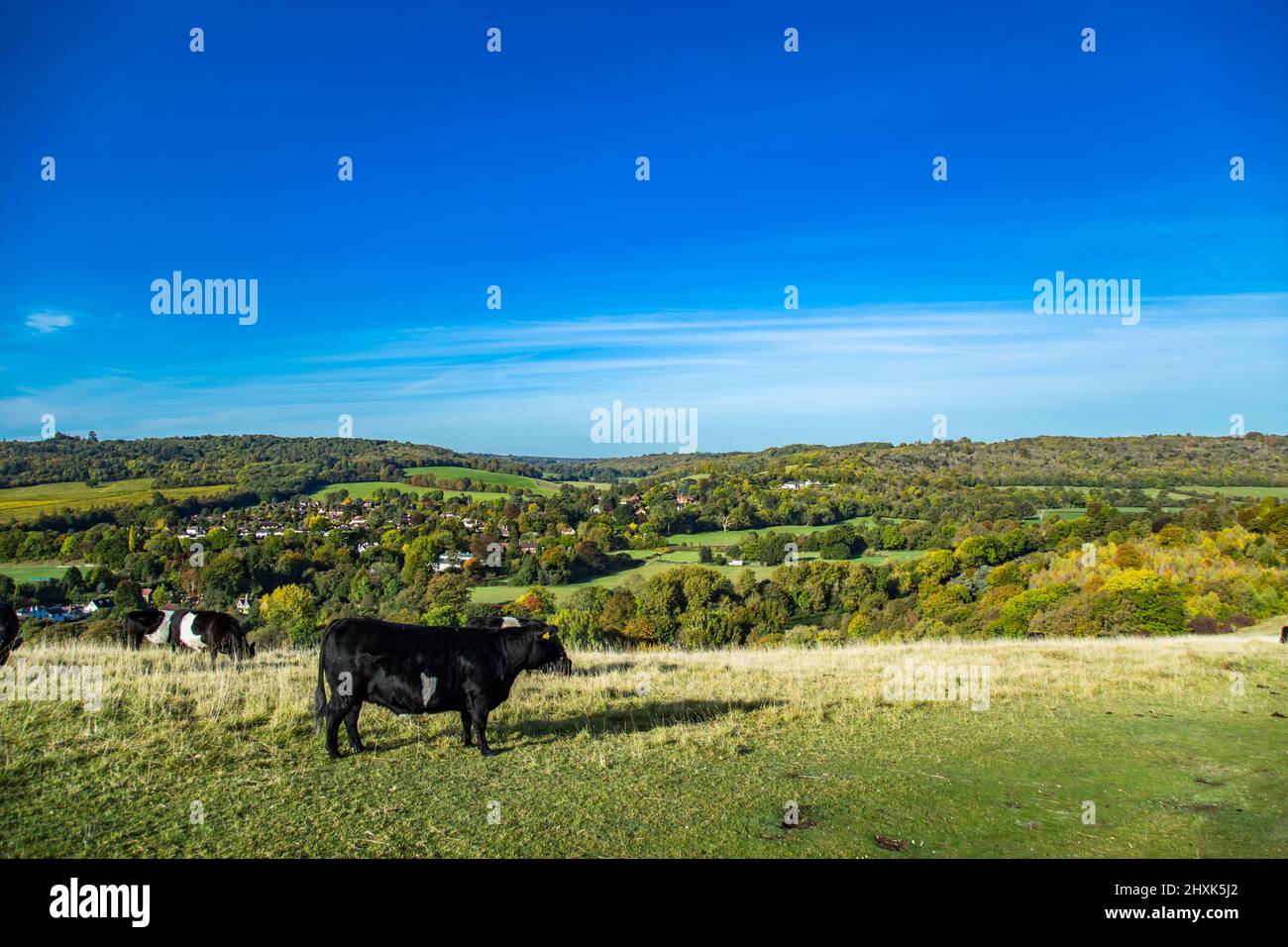 Ferme de vaches Surrey Hill jour ensoleillé paysage naturel Angleterre Europe Banque D'Images