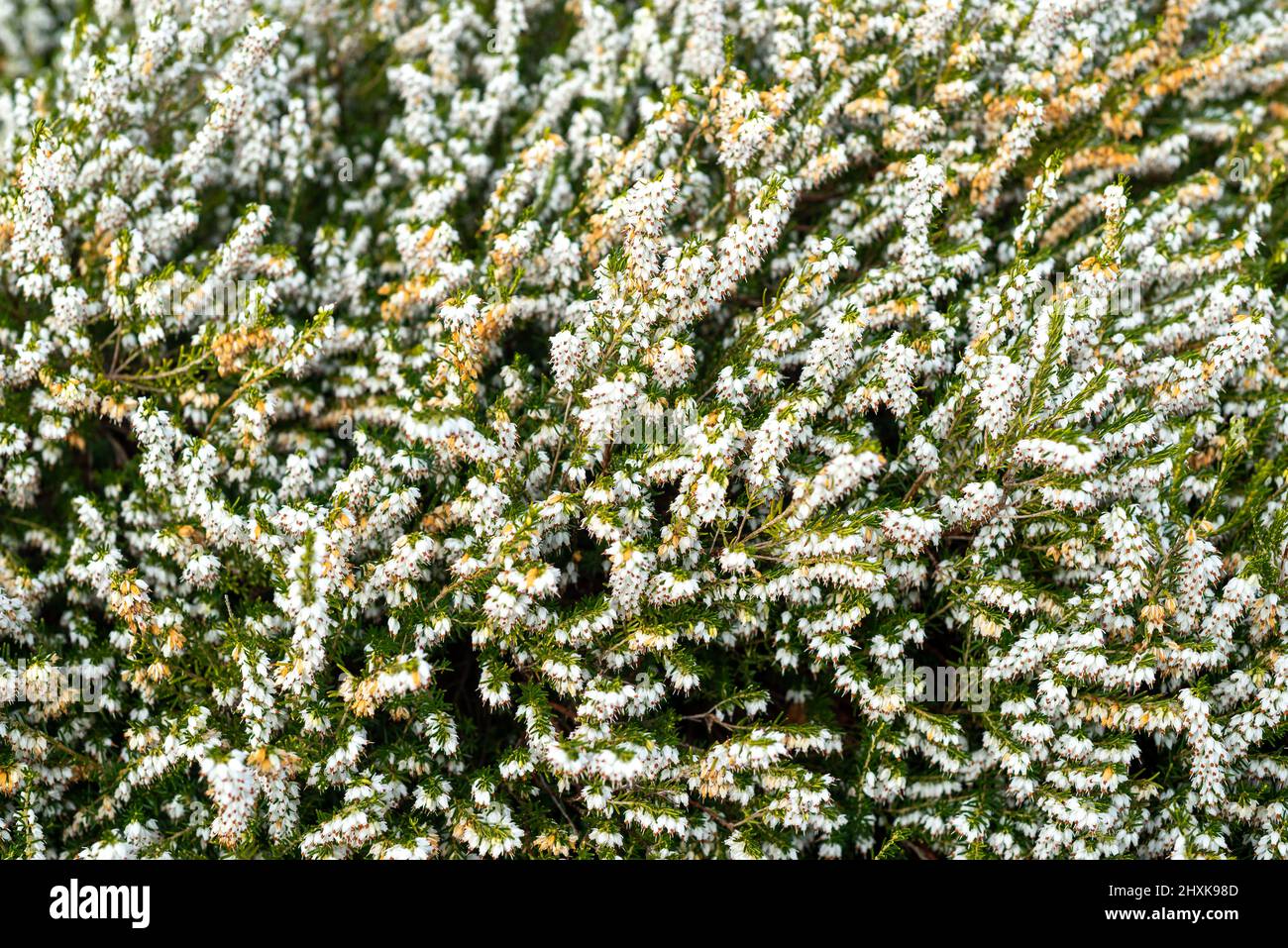 Gros plan de la belle fleur de bruyère blanche, Calluna vulgaris, dans le Glen d'Aherlow, Tipperary, Irlande. Banque D'Images