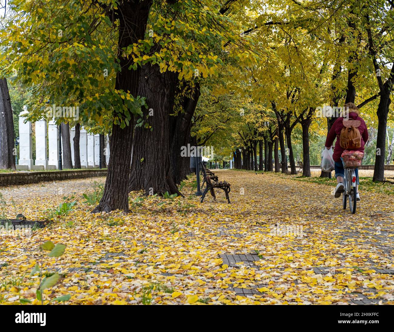 À vélo en automne. Les femmes passent un vélo pour rentrer chez elles après avoir fait du shopping. Belle photo d'un parc avec des feuilles jaunes avec feuillage d'automne Banque D'Images