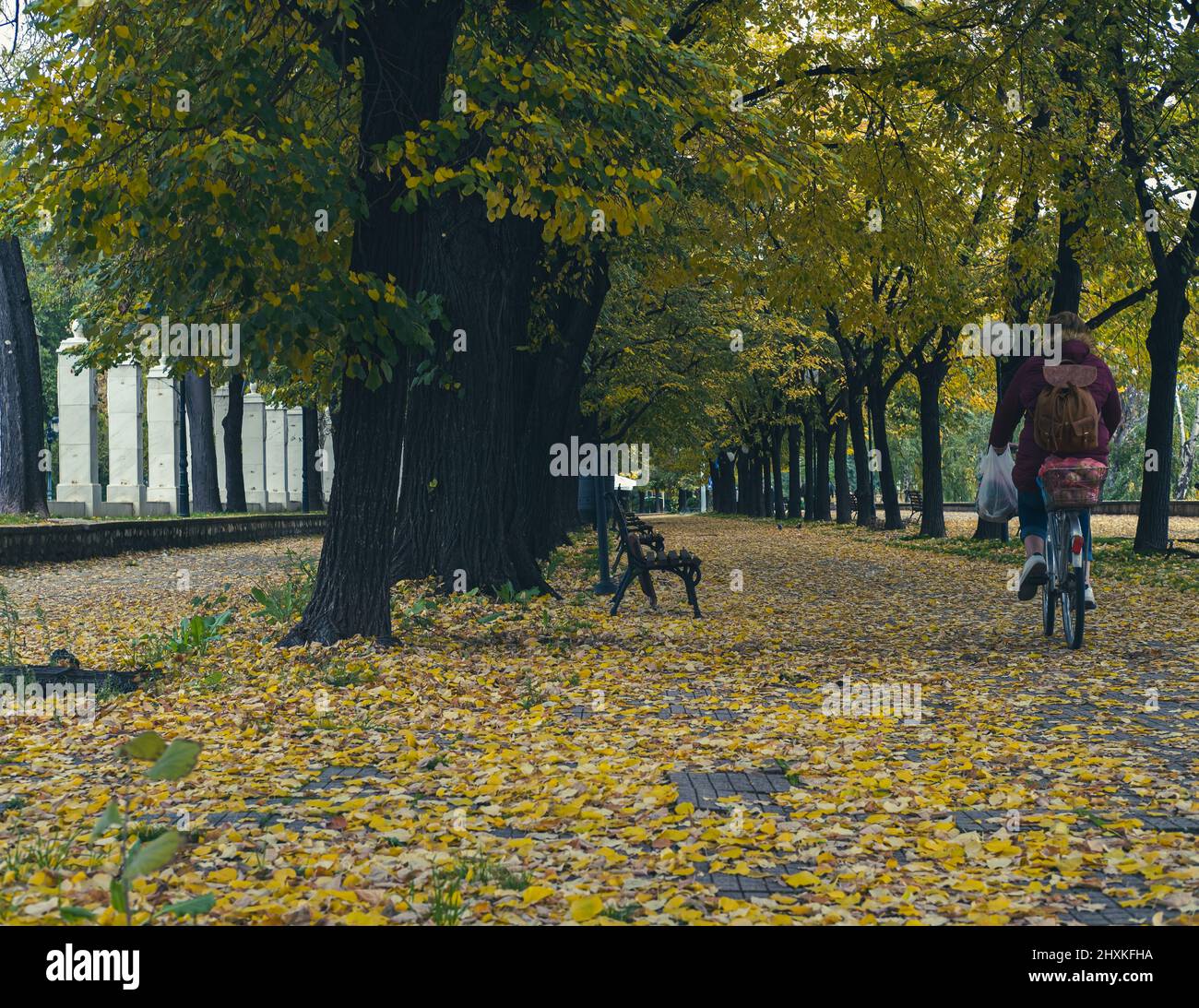 À vélo en automne. Les femmes passent un vélo pour rentrer chez elles après avoir fait du shopping. Belle photo d'un parc avec des feuilles jaunes avec feuillage d'automne Banque D'Images