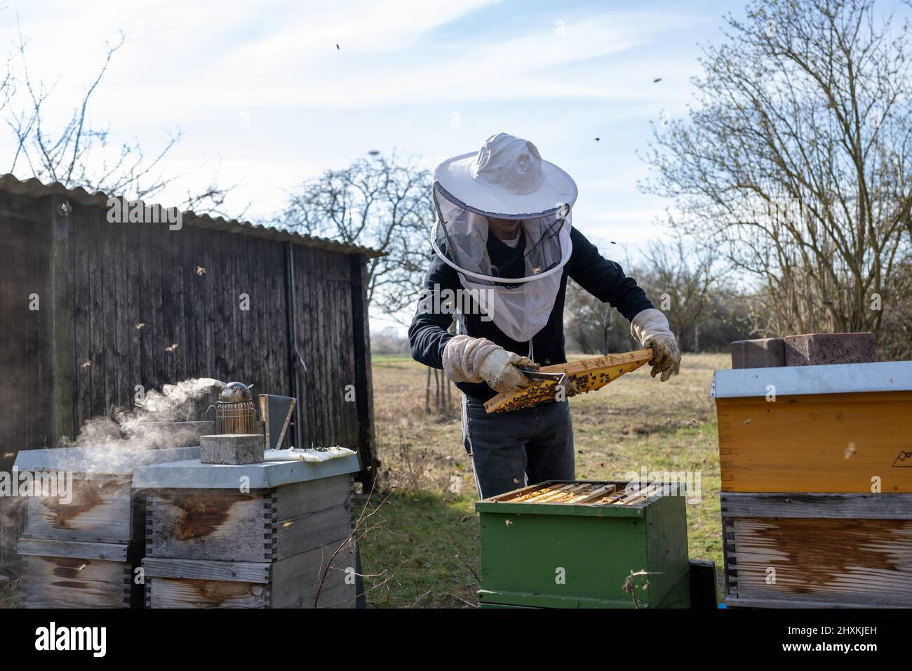 Rheinland-Pfalz, an einem sonnigen Frühjahrstag im Maudacher Bruch kümmert sich Leon Becht aus Waldsee (Pfalz) um sein Bienenenvolk. Banque D'Images