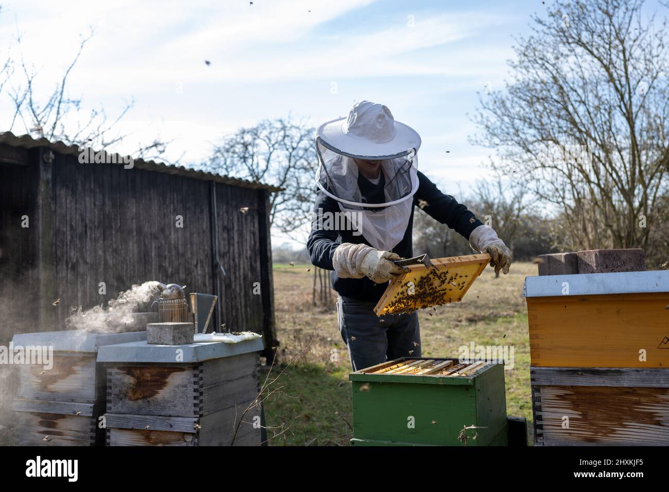 Rheinland-Pfalz, an einem sonnigen Frühjahrstag im Maudacher Bruch kümmert sich Leon Becht aus Waldsee (Pfalz) um sein Bienenenvolk. Banque D'Images