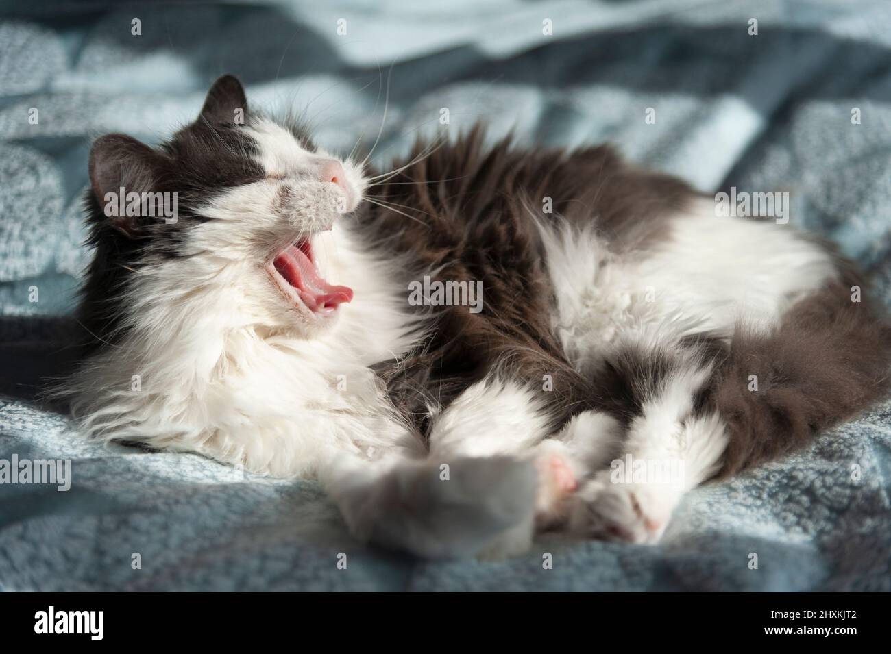 Un chat aux cheveux longs qui baille sur la literie Banque D'Images
