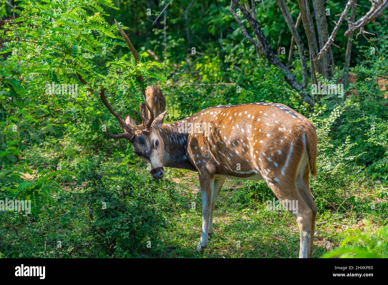 Cerfs isolés sauvages isolés de sexe masculin dans les buissons du parc national de Yala, Sri Lanka Banque D'Images