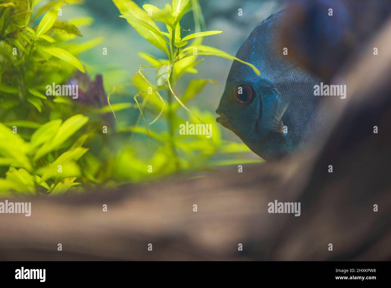 Belle vue sur le poisson coloré Discus dans l'aquarium. Suède. Banque D'Images