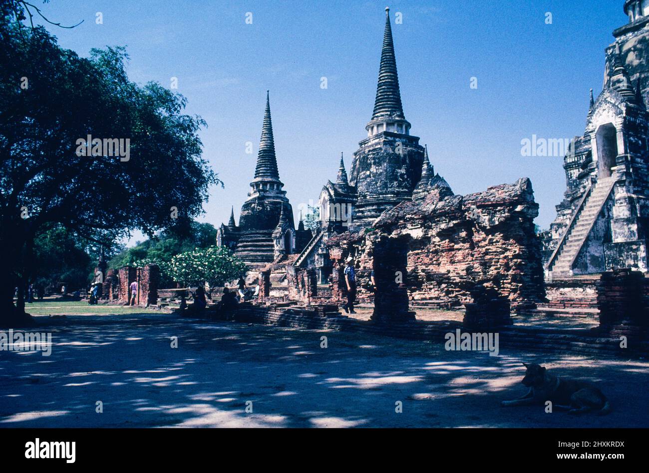 Autrefois recouvert d'or de feuilles, le Chedi du temple Wat Phra si Sanphet d'Ayutthaya est encore impressionnant. L'ancienne capitale de Siam a été conquise par une armée de Birmese en 1767, puis a été mise à sac et partiellement détruite. Il y a encore un sens de l'ancienne splendeur du grand temple. Banque D'Images