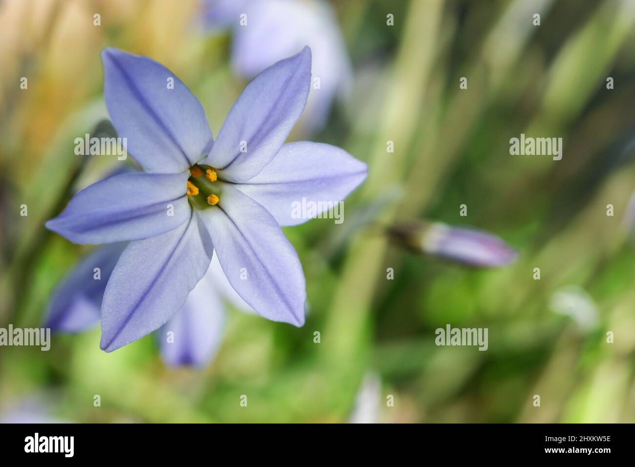 Les étoiles de printemps 'Ipheion uniflorum' fleurissent au printemps avec des pétales colorés de violet bleu. Arrière-plan flou. Dublin, Irlande Banque D'Images