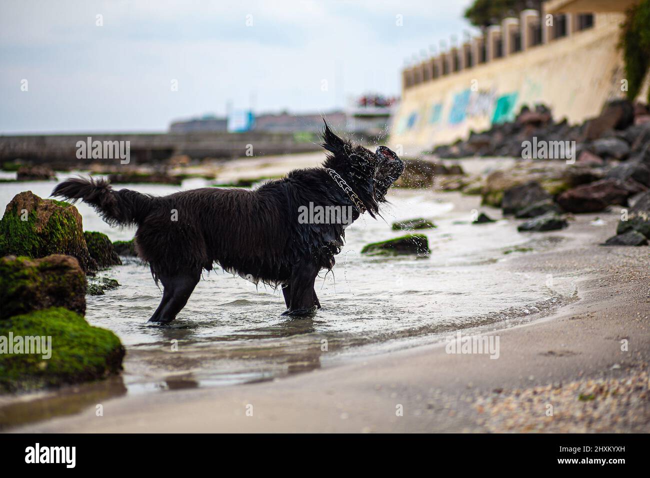 Un chien noir de Terre-Neuve sort de la mer sur la rive et se secoue. Des éclaboussures d'eau volent dans toutes les directions. Arrière-plan clair. Banque D'Images