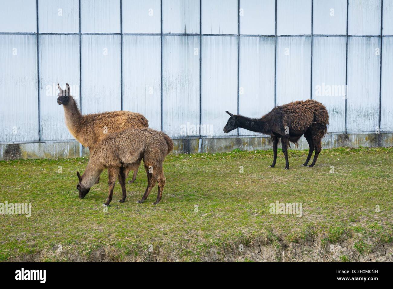 Alpacas (lama pacos) se broutent de l'herbe sur une ferme Banque D'Images