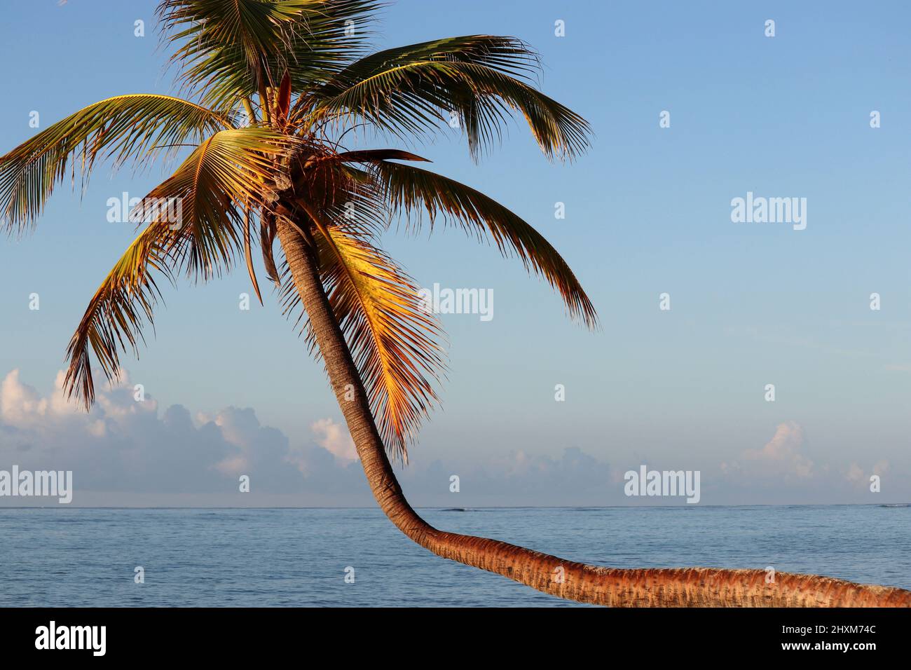 Palmiers à noix de coco sur fond de ciel et de mer. Plage tropicale, vacances sur la côte paradisiaque Banque D'Images