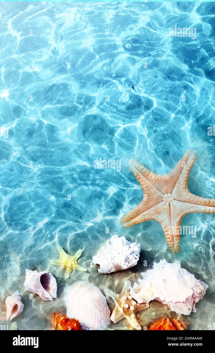 Les étoiles de mer et coquillage sur la plage d'été dans l'eau de mer. Arrière-plan de l'été. L'heure d'été. Banque D'Images