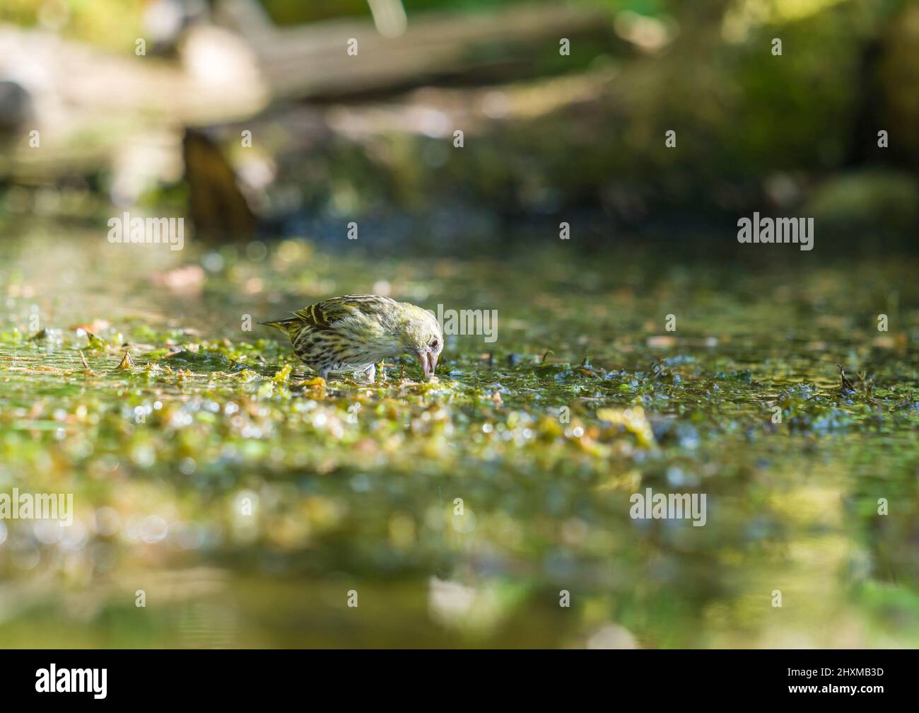La femelle adulte Siskin (Carduelis spinus) se fige au bord de l'eau Banque D'Images