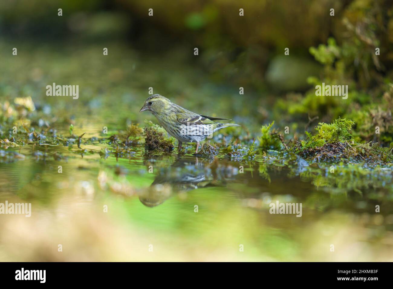La femelle adulte Siskin (Carduelis spinus) se fige au bord de l'eau Banque D'Images