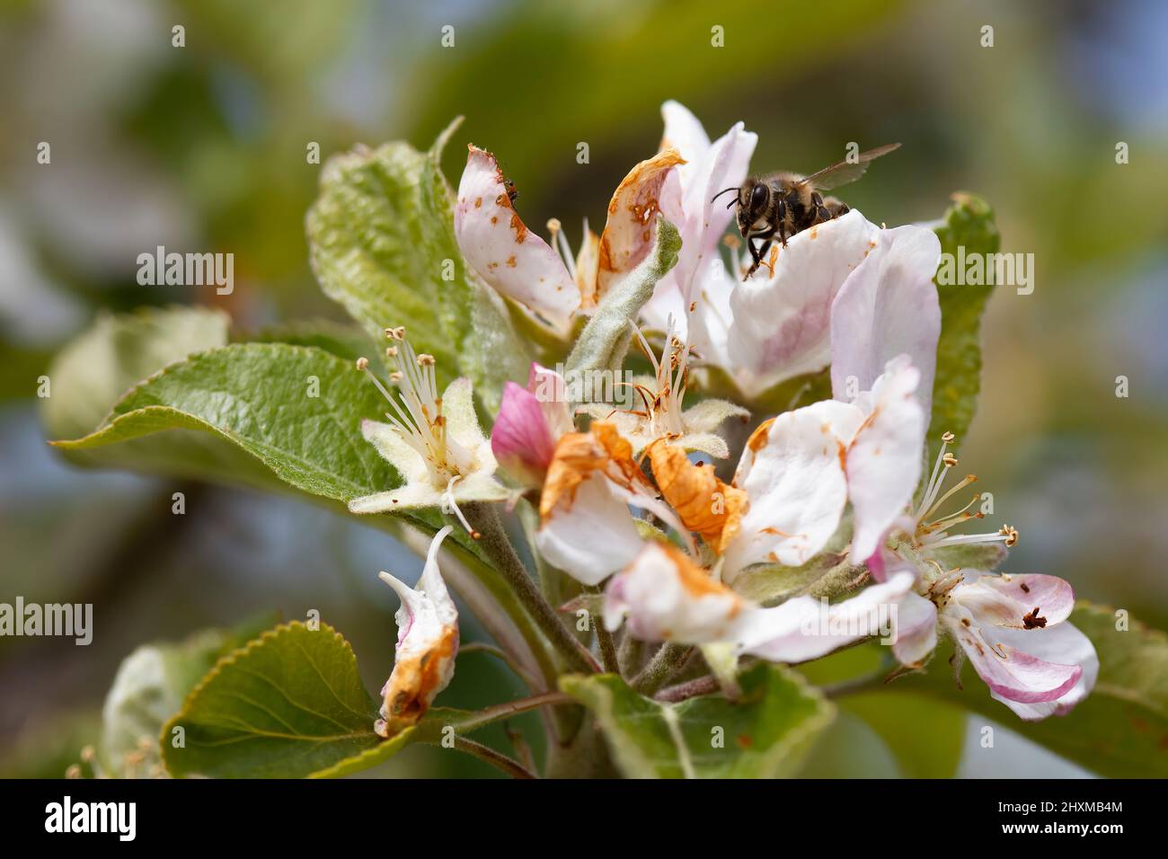 abeille sur pommier blanc fleurir au printemps recueillir le pollen. sauver les abeilles, nécessaire pour l'écosystème Banque D'Images