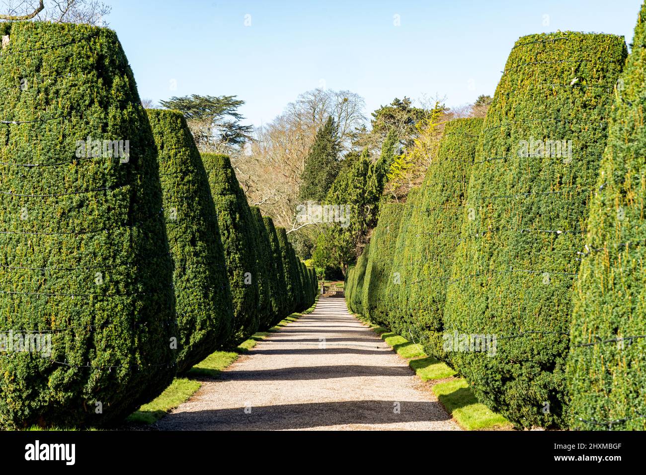 Clippé Yew Walk, Tyntesfield, Bristol, North Someset, Royaume-Uni Banque D'Images