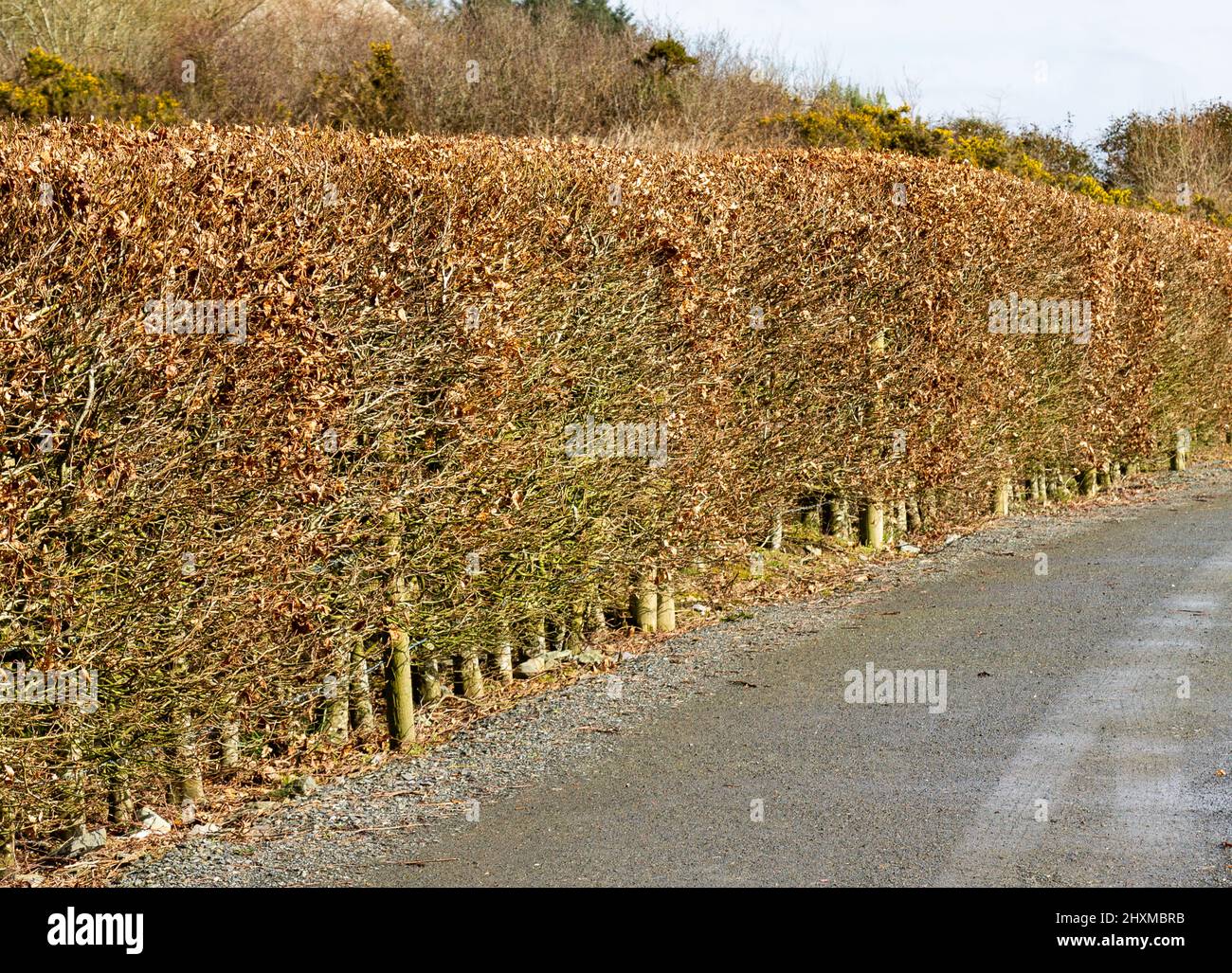 Piste de cinder avec doublure haie en hêtre Banque D'Images