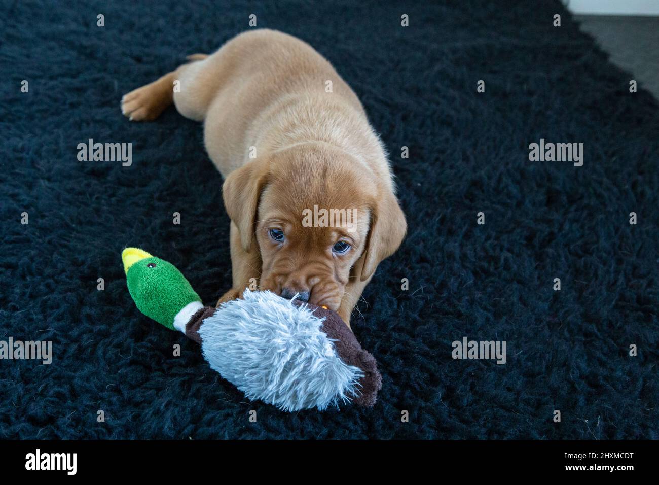 Un renard rouge labrador retriever chiot jouant avec un jouet sur un tapis brun foncé. Banque D'Images