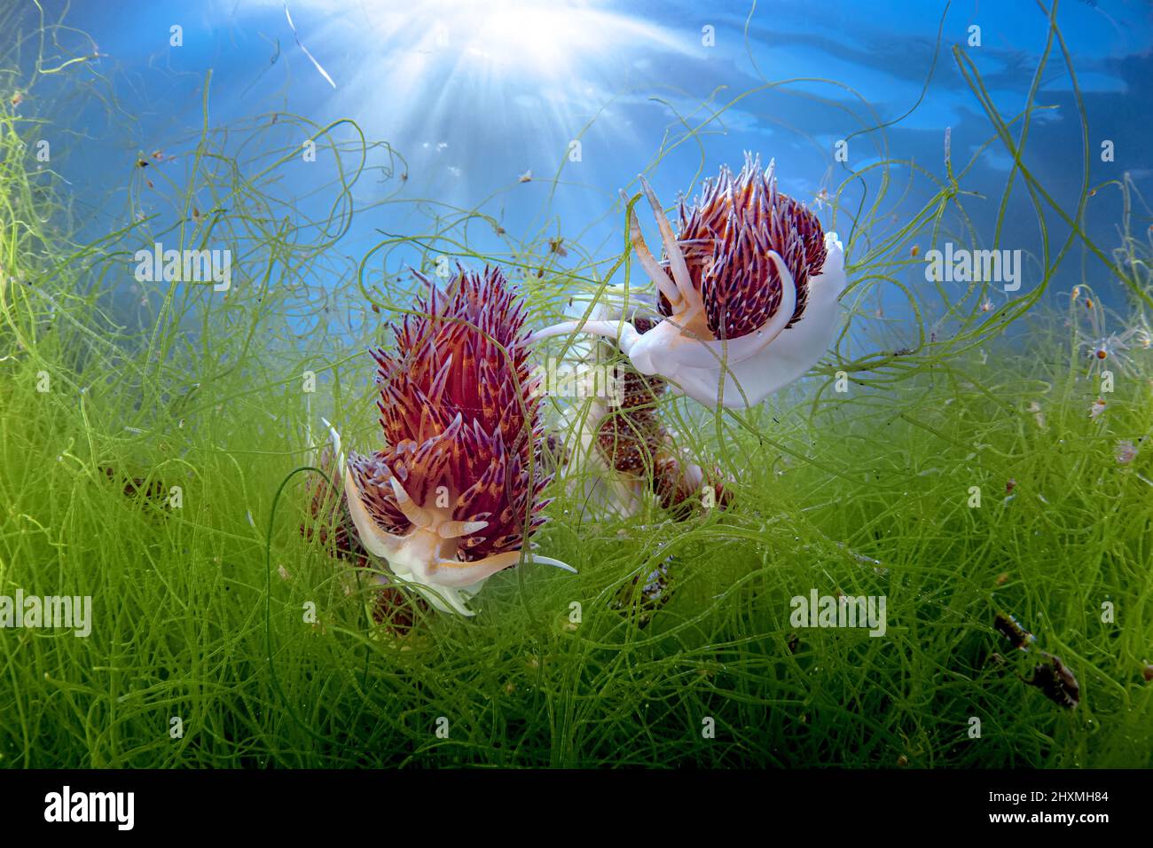 Un couple de Godiva quadricolor nudibranches dans leur environnement naturel, l'Italie Banque D'Images
