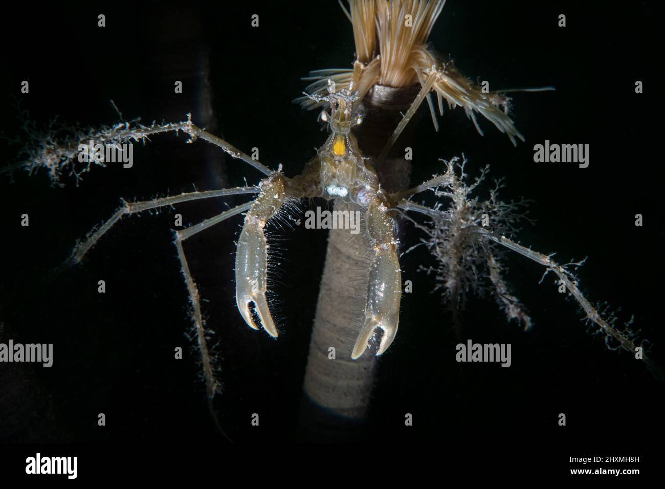 Macropodia Rostrata crabes sur un ver de Sabella spalanzanii, Numana, Italie Banque D'Images