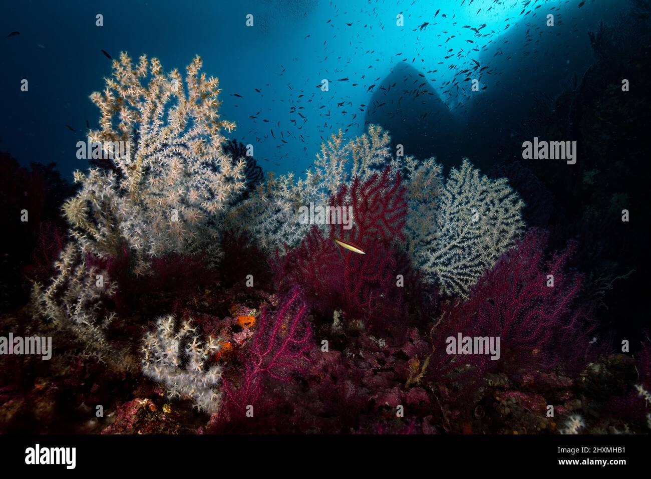 Le site de plongée sous-marin le plus célèbre de Banco di Santa Croce, en Italie Banque D'Images