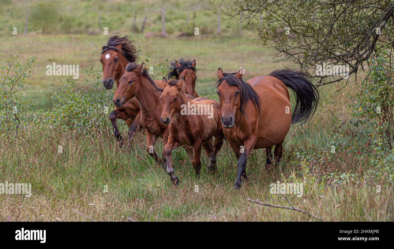 Des chevaux sauvages avec de longues manes qui galopent à travers la prairie Banque D'Images
