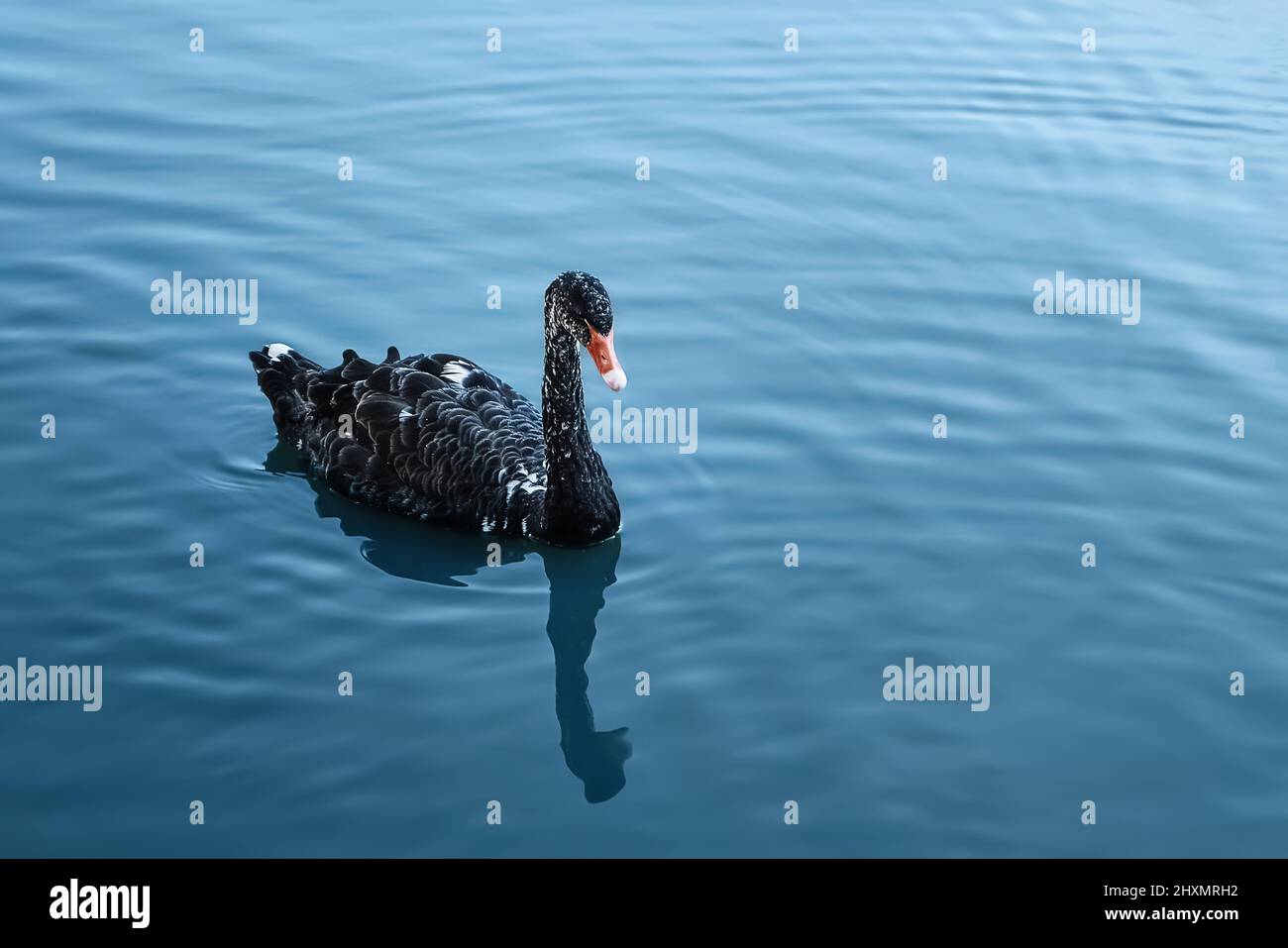 Le cygne noir flotte dans le lac bleu. Arrière-plan nature, espace de copie pour le texte Banque D'Images