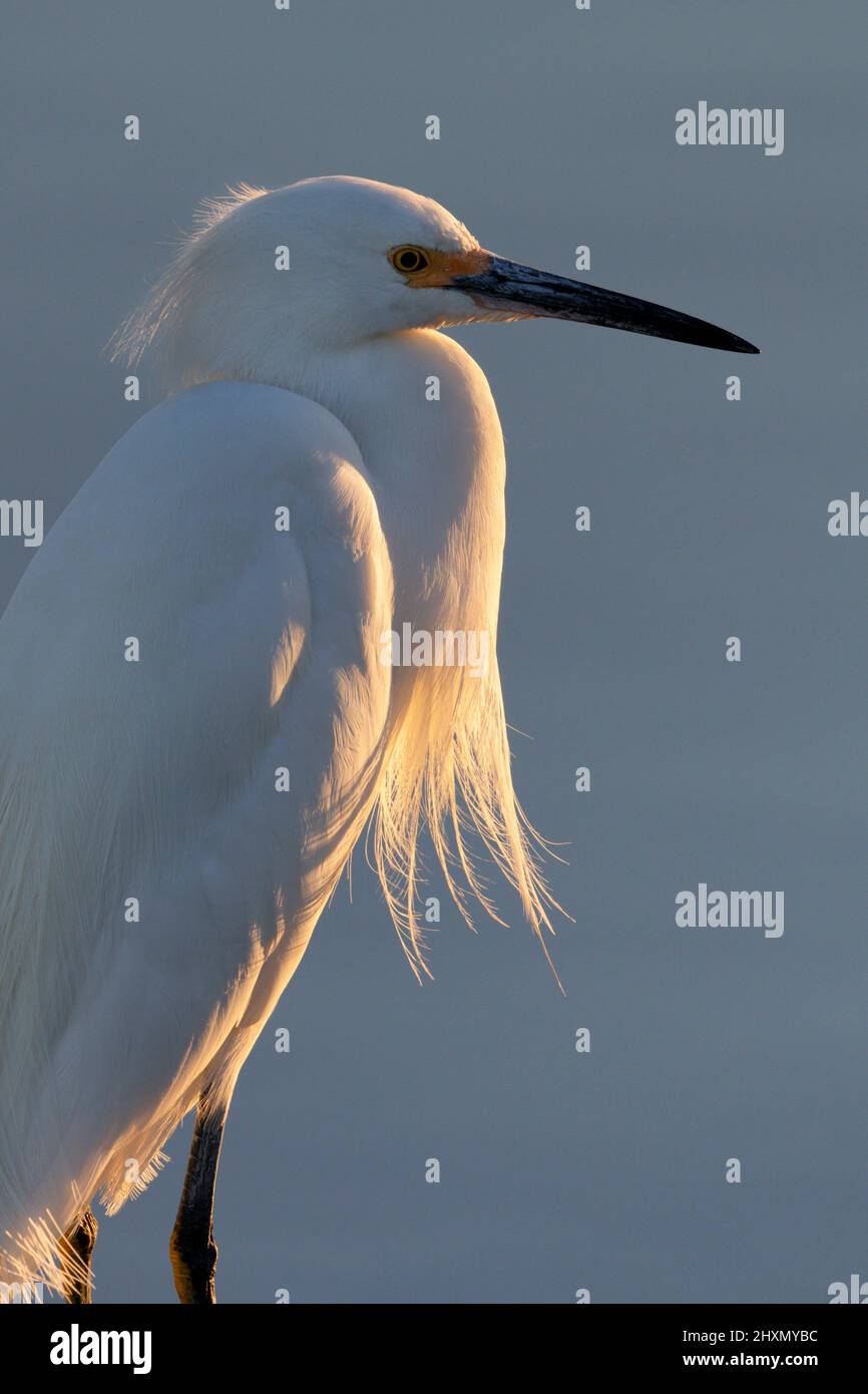 Portrait de l'aigrette neigeux (Egretta thula) à la lumière du matin, Galveston, Texas, États-Unis. Banque D'Images