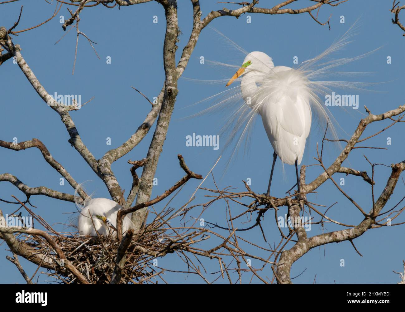 Grande paire d'aigrettes (Ardea alba) montrant un plumage de reproduction près du nid pendant la saison de reproduction, Alvin, Texas, États-Unis. Banque D'Images