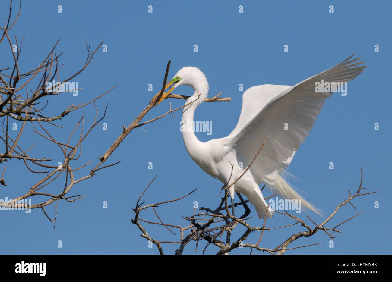 Grand aigreet (Ardea alba) apportant un bâton pour le nid, Alvin, Texas, Etats-Unis. Banque D'Images