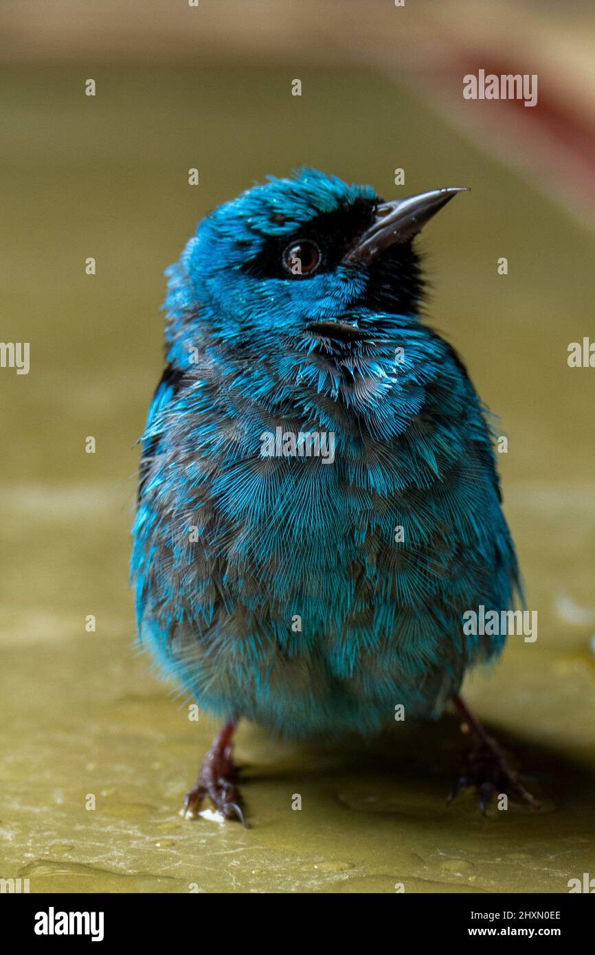 Les dacnis bleus (dacnis cayana) dans la forêt atlantique Banque D'Images