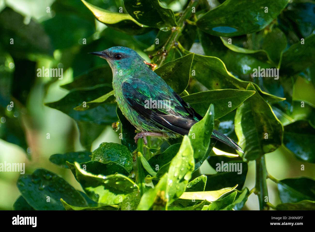 Les dacnis bleus (dacnis cayana) dans la forêt atlantique Banque D'Images