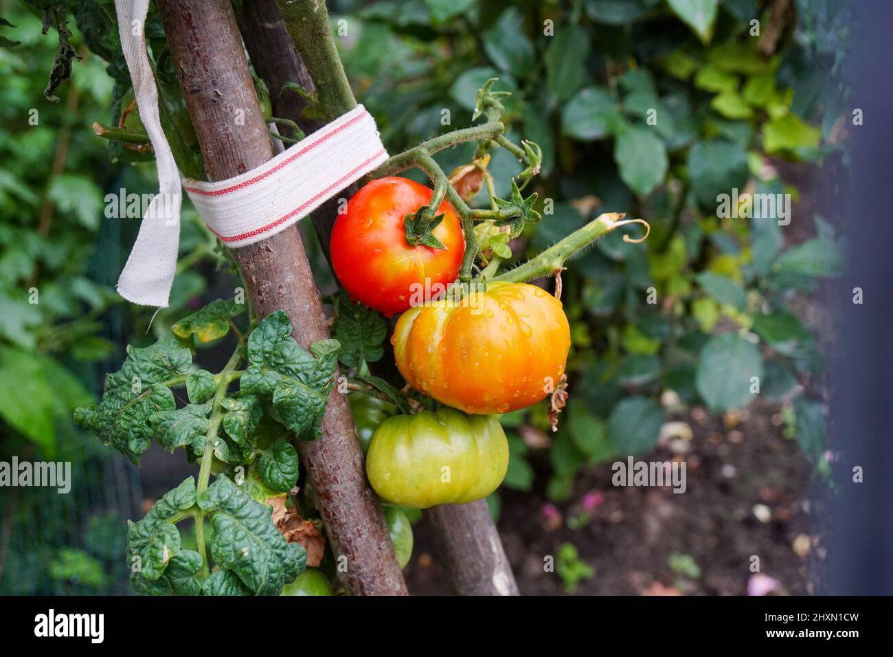 Tomates fraîches dans le jardin de la maison. Banque D'Images