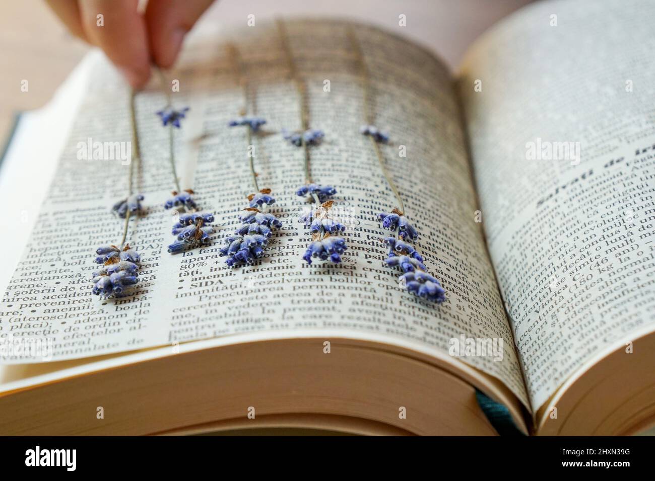 Cueillette à la main de fleur de lavande séchée. Banque D'Images