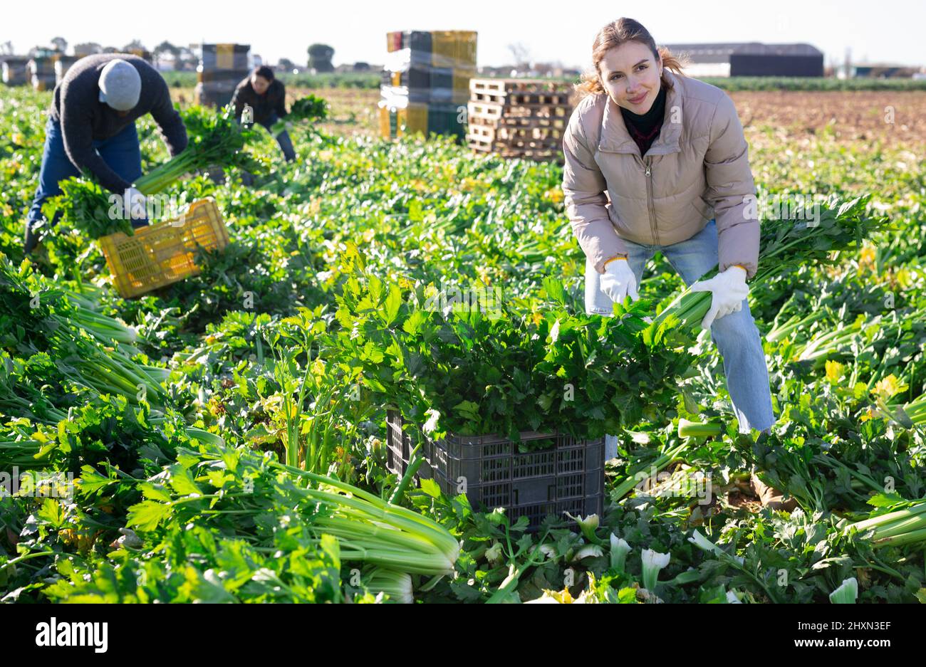 Femme récolte de céleri en plantation Banque D'Images