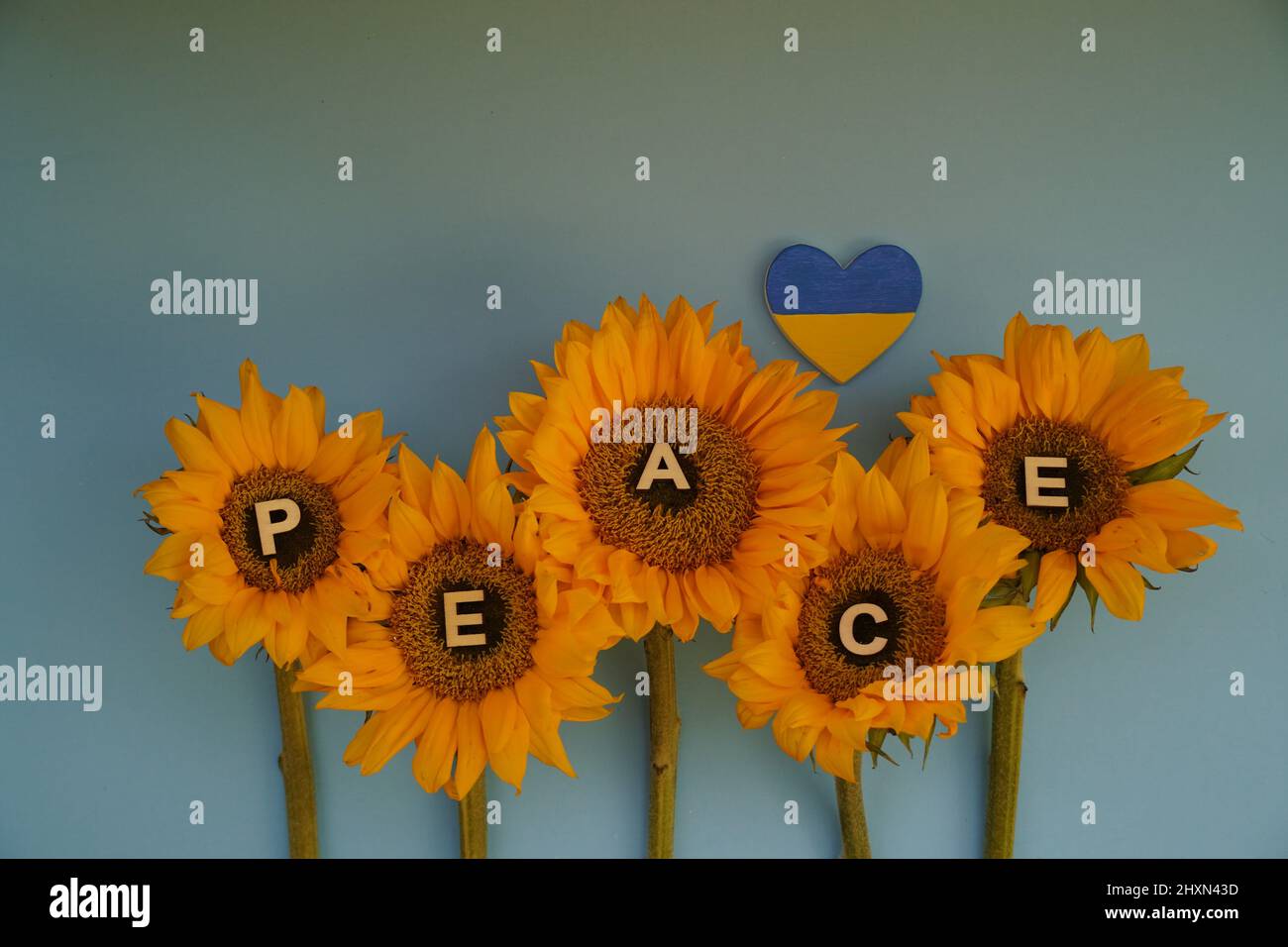 Tournesol la fleur nationale de l'Ukraine avec coeur jaune-bleu symbolisant le drapeau de l'Ukraine. Banque D'Images